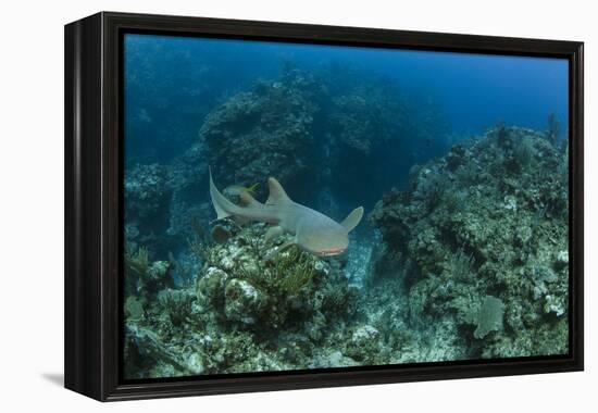 Nurse Shark, Hol Chan Marine Reserve, Belize-Pete Oxford-Framed Premier Image Canvas