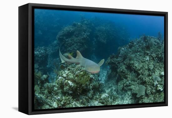 Nurse Shark, Hol Chan Marine Reserve, Belize-Pete Oxford-Framed Premier Image Canvas