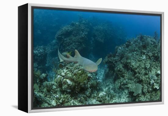 Nurse Shark, Hol Chan Marine Reserve, Belize-Pete Oxford-Framed Premier Image Canvas