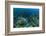 Nurse Shark, Hol Chan Marine Reserve, Belize-Pete Oxford-Framed Photographic Print