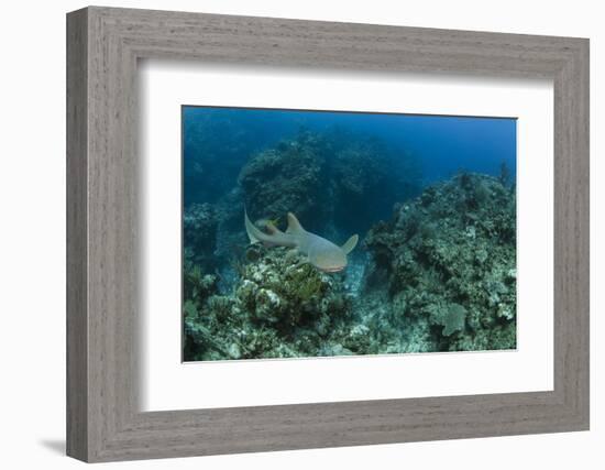 Nurse Shark, Hol Chan Marine Reserve, Belize-Pete Oxford-Framed Photographic Print