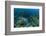 Nurse Shark, Hol Chan Marine Reserve, Belize-Pete Oxford-Framed Photographic Print