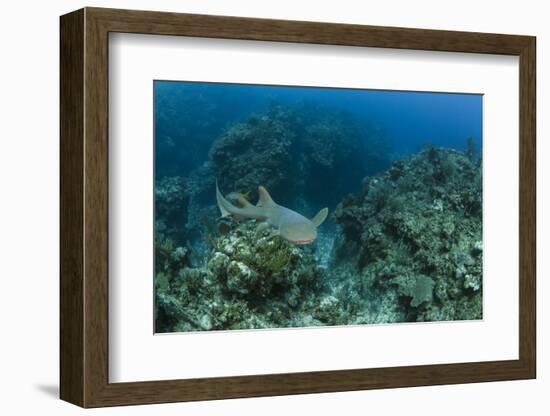 Nurse Shark, Hol Chan Marine Reserve, Belize-Pete Oxford-Framed Photographic Print