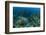 Nurse Shark, Hol Chan Marine Reserve, Belize-Pete Oxford-Framed Photographic Print