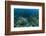 Nurse Shark, Hol Chan Marine Reserve, Belize-Pete Oxford-Framed Photographic Print