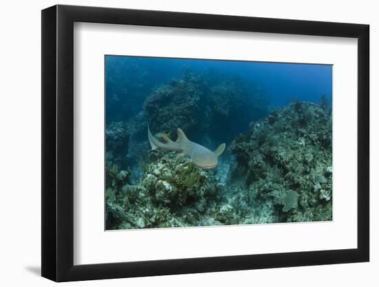 Nurse Shark, Hol Chan Marine Reserve, Belize-Pete Oxford-Framed Photographic Print