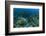 Nurse Shark, Hol Chan Marine Reserve, Belize-Pete Oxford-Framed Photographic Print