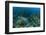 Nurse Shark, Hol Chan Marine Reserve, Belize-Pete Oxford-Framed Photographic Print