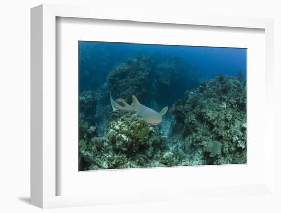 Nurse Shark, Hol Chan Marine Reserve, Belize-Pete Oxford-Framed Photographic Print