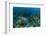 Nurse Shark, Hol Chan Marine Reserve, Belize-Pete Oxford-Framed Photographic Print