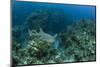 Nurse Shark, Hol Chan Marine Reserve, Belize-Pete Oxford-Mounted Photographic Print