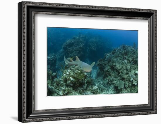 Nurse Shark, Hol Chan Marine Reserve, Belize-Pete Oxford-Framed Photographic Print