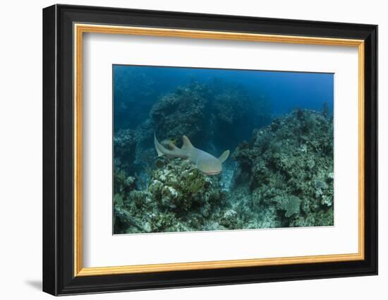 Nurse Shark, Hol Chan Marine Reserve, Belize-Pete Oxford-Framed Photographic Print