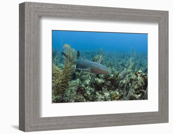 Nurse Shark, Hol Chan Marine Reserve, Belize-Pete Oxford-Framed Photographic Print