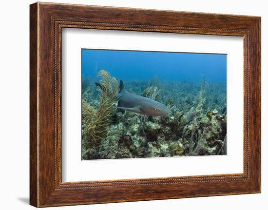 Nurse Shark, Hol Chan Marine Reserve, Belize-Pete Oxford-Framed Photographic Print