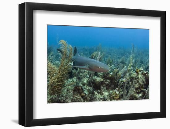 Nurse Shark, Hol Chan Marine Reserve, Belize-Pete Oxford-Framed Photographic Print