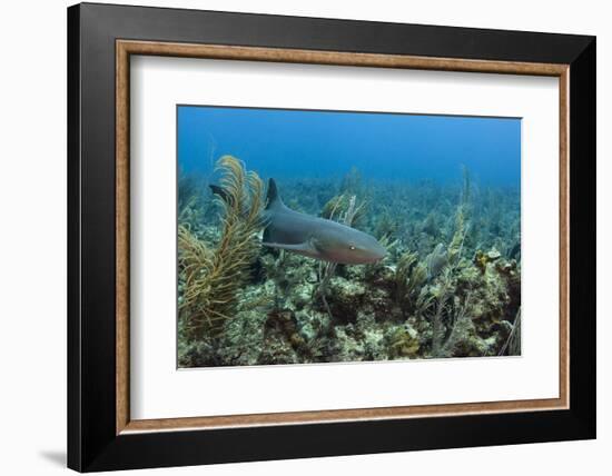 Nurse Shark, Hol Chan Marine Reserve, Belize-Pete Oxford-Framed Photographic Print