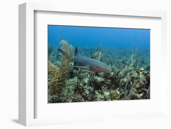 Nurse Shark, Hol Chan Marine Reserve, Belize-Pete Oxford-Framed Photographic Print