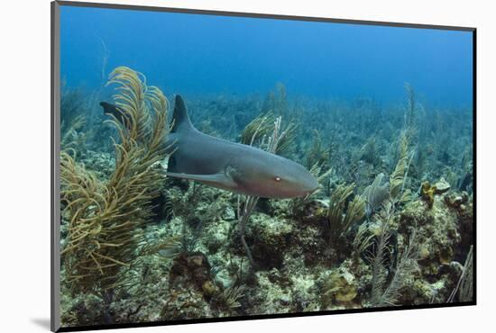 Nurse Shark, Hol Chan Marine Reserve, Belize-Pete Oxford-Mounted Photographic Print