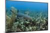 Nurse Shark, Hol Chan Marine Reserve, Belize-Pete Oxford-Mounted Photographic Print