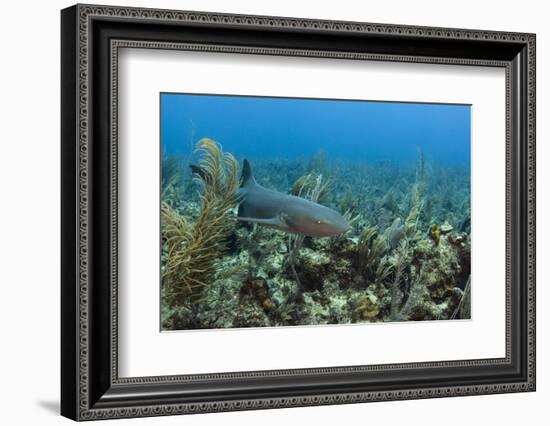 Nurse Shark, Hol Chan Marine Reserve, Belize-Pete Oxford-Framed Photographic Print