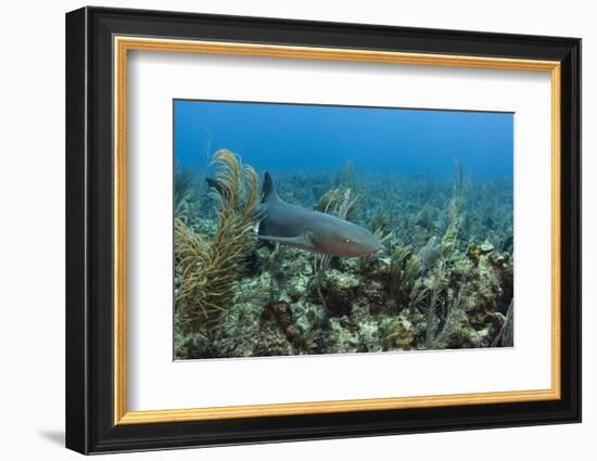 Nurse Shark, Hol Chan Marine Reserve, Belize-Pete Oxford-Framed Photographic Print