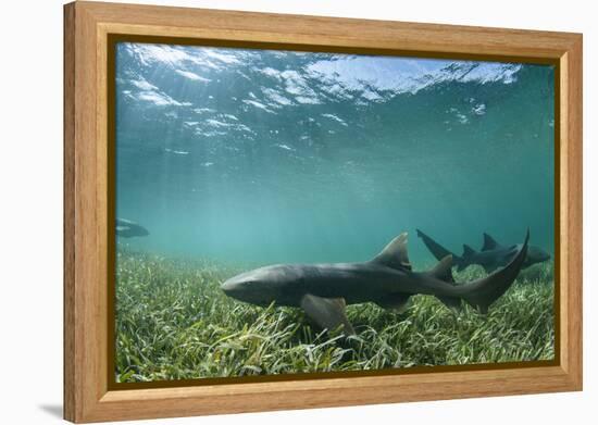 Nurse Shark, Marine Megafauna Research. Maralliance, Half Moon Caye, Lighthouse Reef, Atoll, Belize-Pete Oxford-Framed Premier Image Canvas