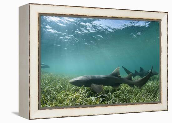 Nurse Shark, Marine Megafauna Research. Maralliance, Half Moon Caye, Lighthouse Reef, Atoll, Belize-Pete Oxford-Framed Premier Image Canvas