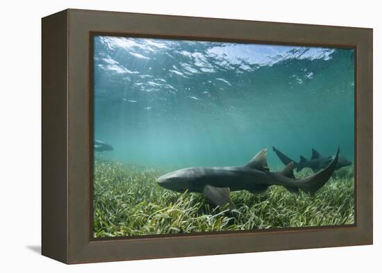 Nurse Shark, Marine Megafauna Research. Maralliance, Half Moon Caye, Lighthouse Reef, Atoll, Belize-Pete Oxford-Framed Premier Image Canvas