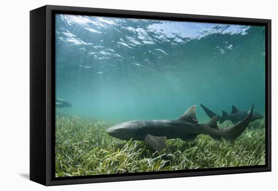 Nurse Shark, Marine Megafauna Research. Maralliance, Half Moon Caye, Lighthouse Reef, Atoll, Belize-Pete Oxford-Framed Premier Image Canvas