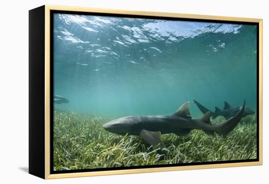 Nurse Shark, Marine Megafauna Research. Maralliance, Half Moon Caye, Lighthouse Reef, Atoll, Belize-Pete Oxford-Framed Premier Image Canvas