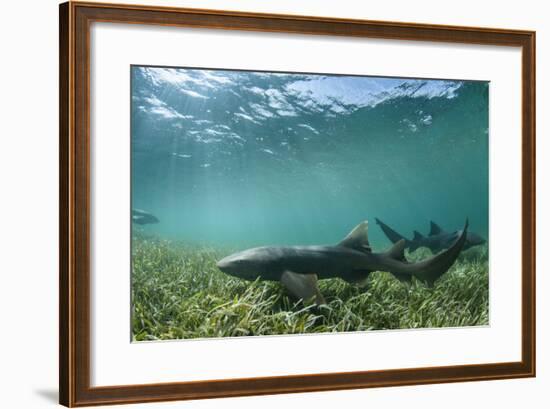 Nurse Shark, Marine Megafauna Research. Maralliance, Half Moon Caye, Lighthouse Reef, Atoll, Belize-Pete Oxford-Framed Photographic Print