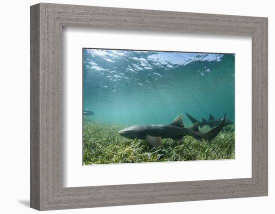 Nurse Shark, Marine Megafauna Research. Maralliance, Half Moon Caye, Lighthouse Reef, Atoll, Belize-Pete Oxford-Framed Photographic Print