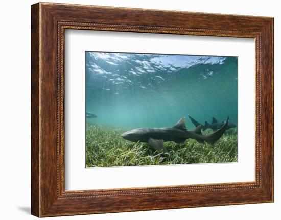 Nurse Shark, Marine Megafauna Research. Maralliance, Half Moon Caye, Lighthouse Reef, Atoll, Belize-Pete Oxford-Framed Photographic Print