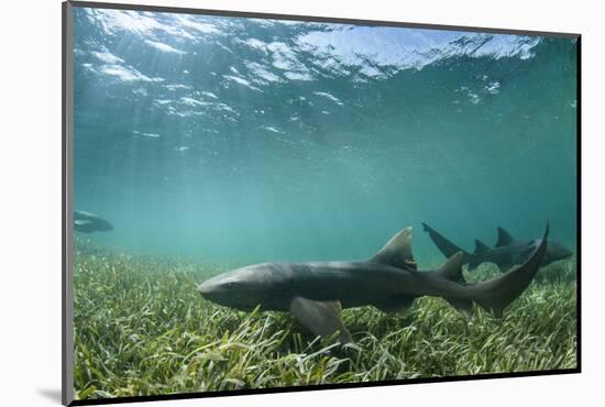 Nurse Shark, Marine Megafauna Research. Maralliance, Half Moon Caye, Lighthouse Reef, Atoll, Belize-Pete Oxford-Mounted Photographic Print