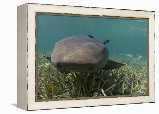 Nurse Shark over Turtle Grass. Lighthouse Reef, Atoll. Belize Barrier Reef. Belize-Pete Oxford-Framed Premier Image Canvas