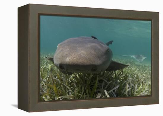 Nurse Shark over Turtle Grass. Lighthouse Reef, Atoll. Belize Barrier Reef. Belize-Pete Oxford-Framed Premier Image Canvas