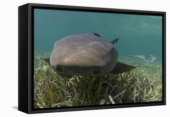 Nurse Shark over Turtle Grass. Lighthouse Reef, Atoll. Belize Barrier Reef. Belize-Pete Oxford-Framed Premier Image Canvas