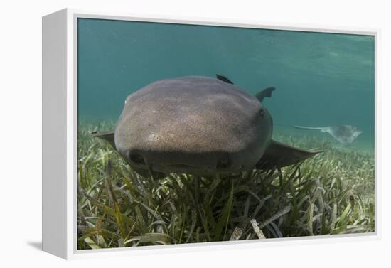 Nurse Shark over Turtle Grass. Lighthouse Reef, Atoll. Belize Barrier Reef. Belize-Pete Oxford-Framed Premier Image Canvas