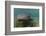 Nurse Shark over Turtle Grass. Lighthouse Reef, Atoll. Belize Barrier Reef. Belize-Pete Oxford-Framed Photographic Print