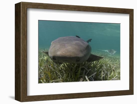 Nurse Shark over Turtle Grass. Lighthouse Reef, Atoll. Belize Barrier Reef. Belize-Pete Oxford-Framed Photographic Print