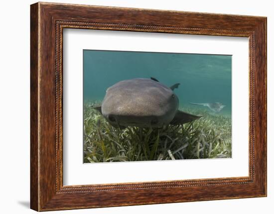 Nurse Shark over Turtle Grass. Lighthouse Reef, Atoll. Belize Barrier Reef. Belize-Pete Oxford-Framed Photographic Print