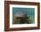 Nurse Shark over Turtle Grass. Lighthouse Reef, Atoll. Belize Barrier Reef. Belize-Pete Oxford-Framed Photographic Print