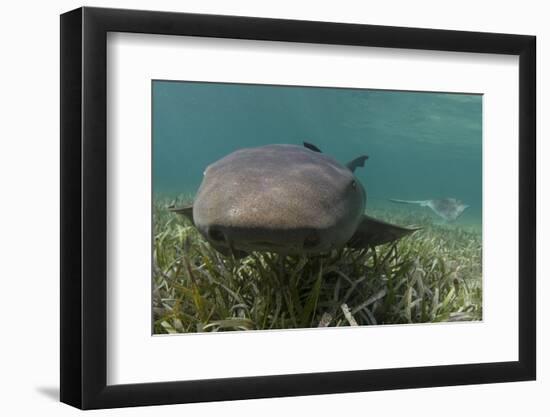 Nurse Shark over Turtle Grass. Lighthouse Reef, Atoll. Belize Barrier Reef. Belize-Pete Oxford-Framed Photographic Print