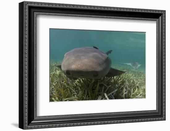 Nurse Shark over Turtle Grass. Lighthouse Reef, Atoll. Belize Barrier Reef. Belize-Pete Oxford-Framed Photographic Print