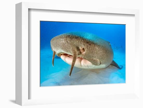 Nurse shark resting on the sand, Bahamas-Alex Mustard-Framed Photographic Print