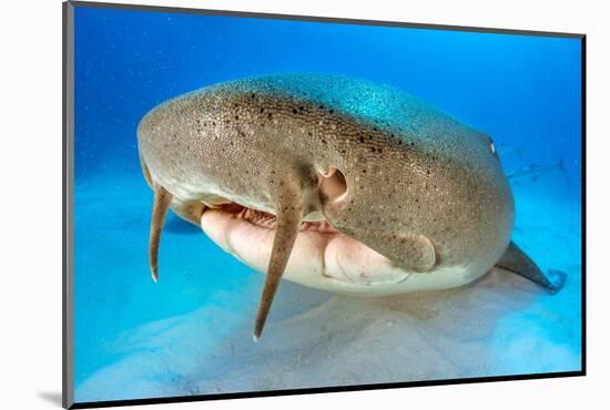 Nurse shark resting on the sand, Bahamas-Alex Mustard-Mounted Photographic Print