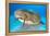 Nurse shark resting on the sand, Bahamas-Alex Mustard-Framed Premier Image Canvas