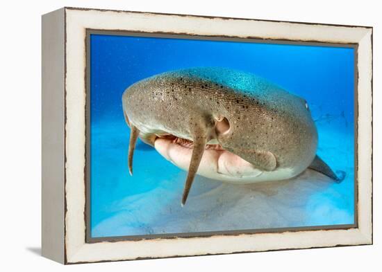 Nurse shark resting on the sand, Bahamas-Alex Mustard-Framed Premier Image Canvas