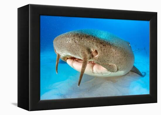 Nurse shark resting on the sand, Bahamas-Alex Mustard-Framed Premier Image Canvas